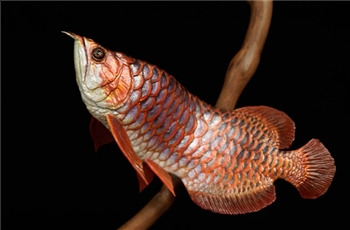 แชร์ภาพงานปั้นสวย ๆ Life in the Palm - Dragon Fish